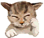 cats are awesome